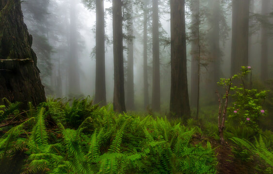 Forest Mist by Evan E.
